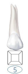 primary tooth.jpg